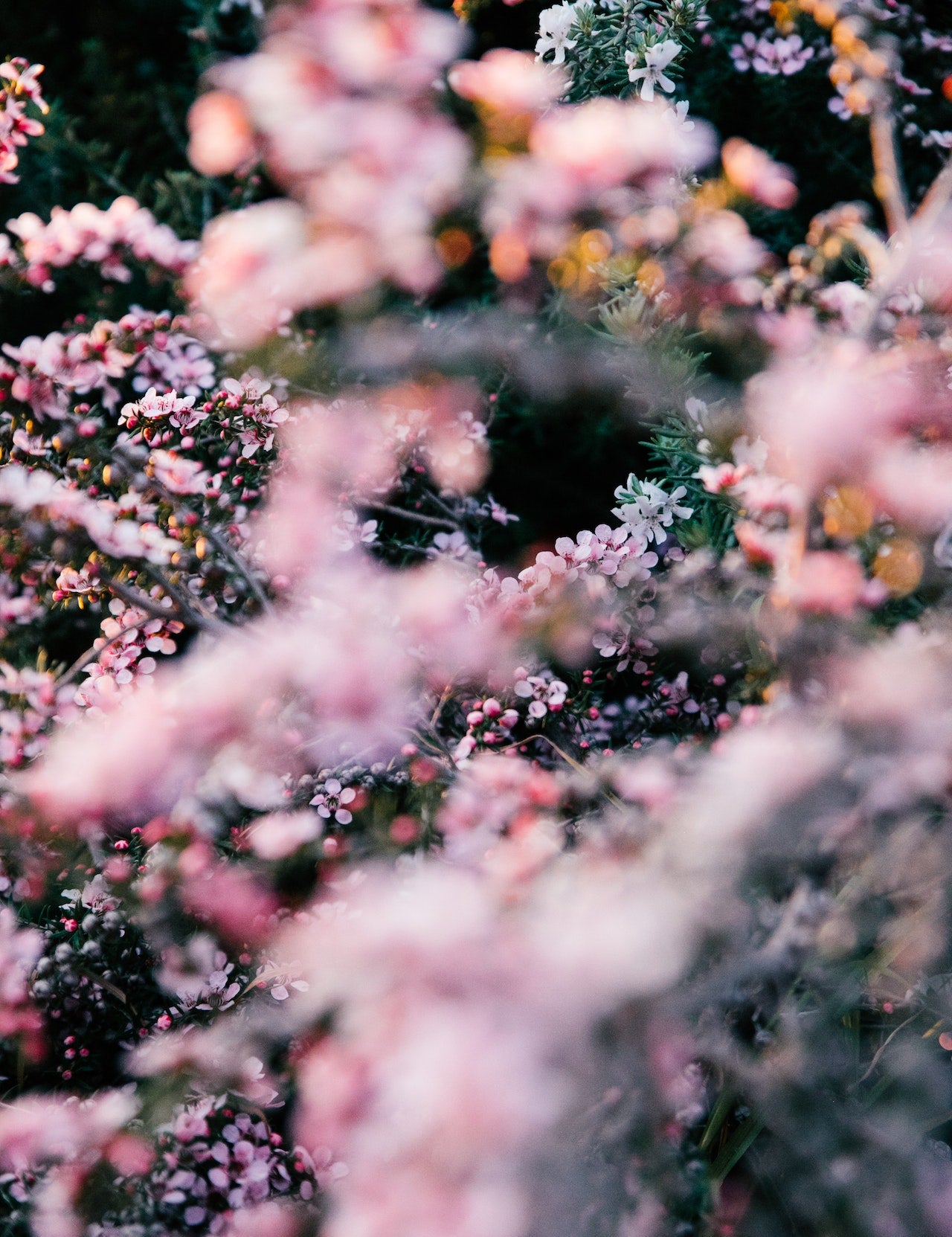 Harvesting Flowers for the Perfume Industry