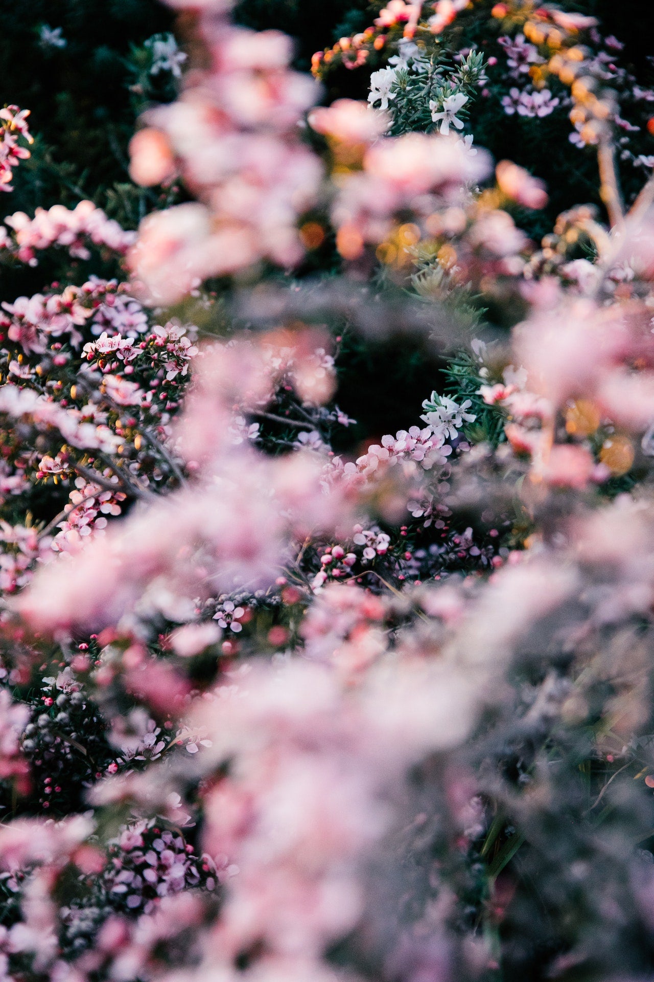 Harvesting Flowers for the Perfume Industry