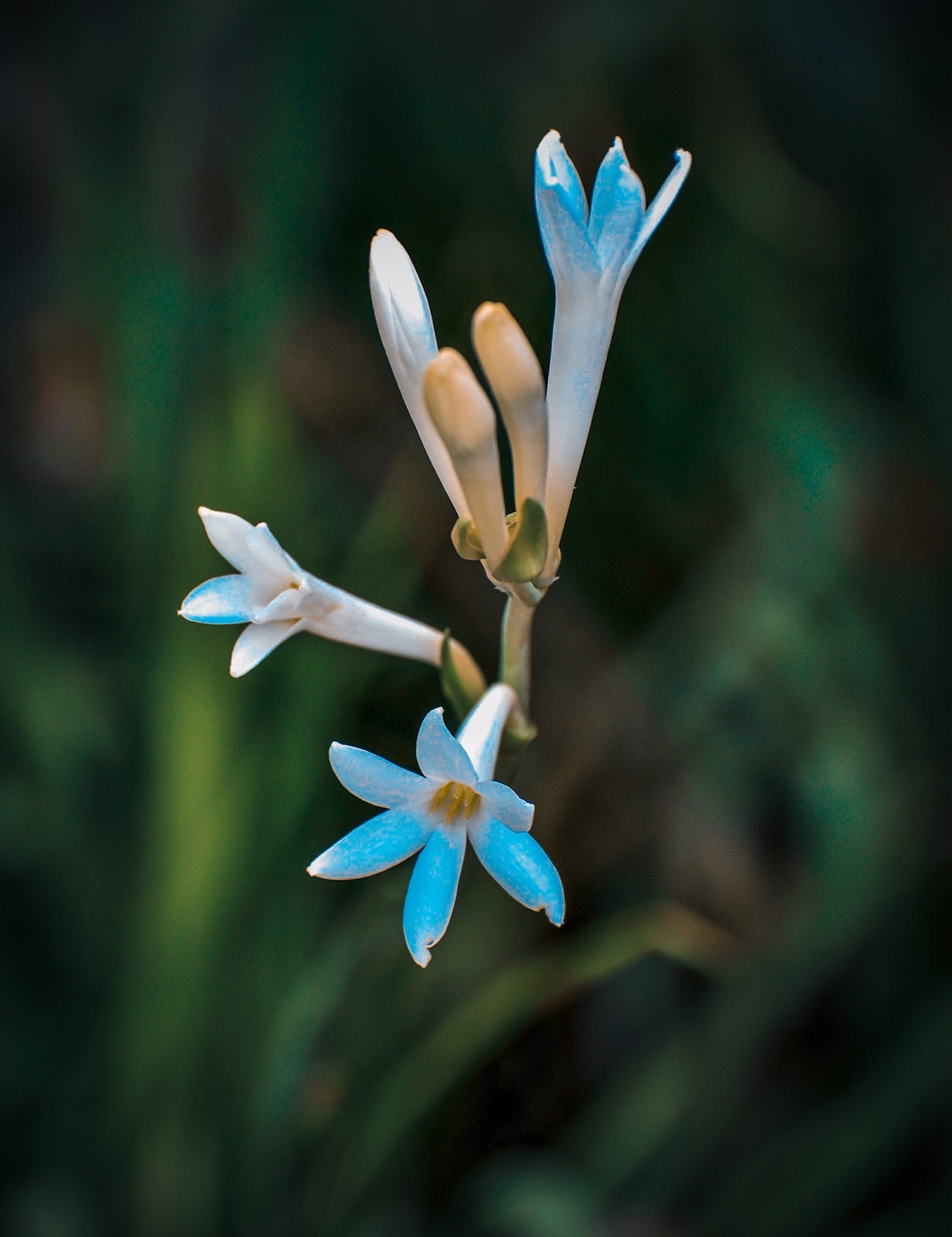 Explaining the chemical structure of Tuberose